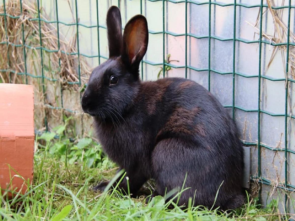Blackie1.jpg Blackie1.jpg